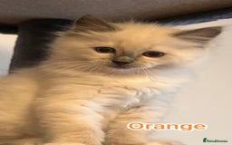 Ragdoll cats for sale: Beautiful Ragdoll Kittens GCCF registered  - Image 7