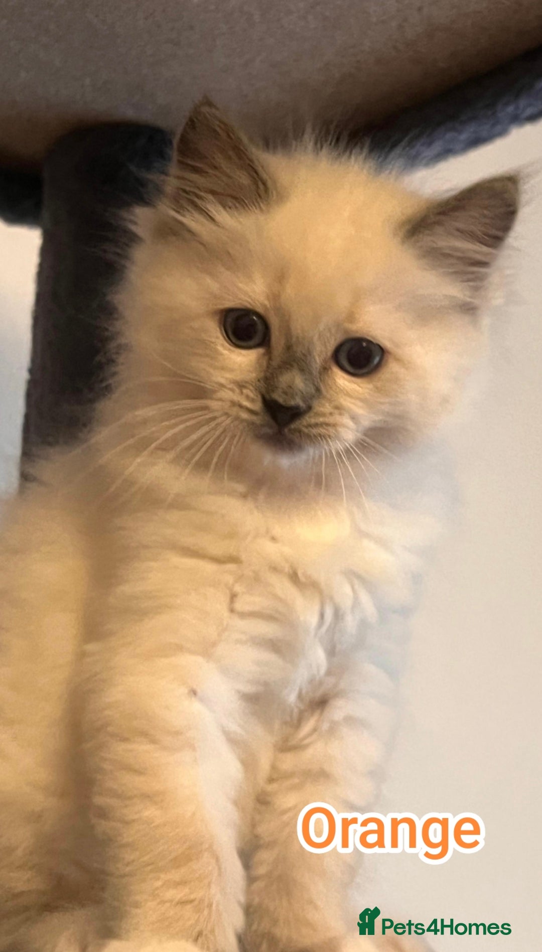 Ragdoll cats for sale: Beautiful Ragdoll Kittens GCCF registered  - Image 7