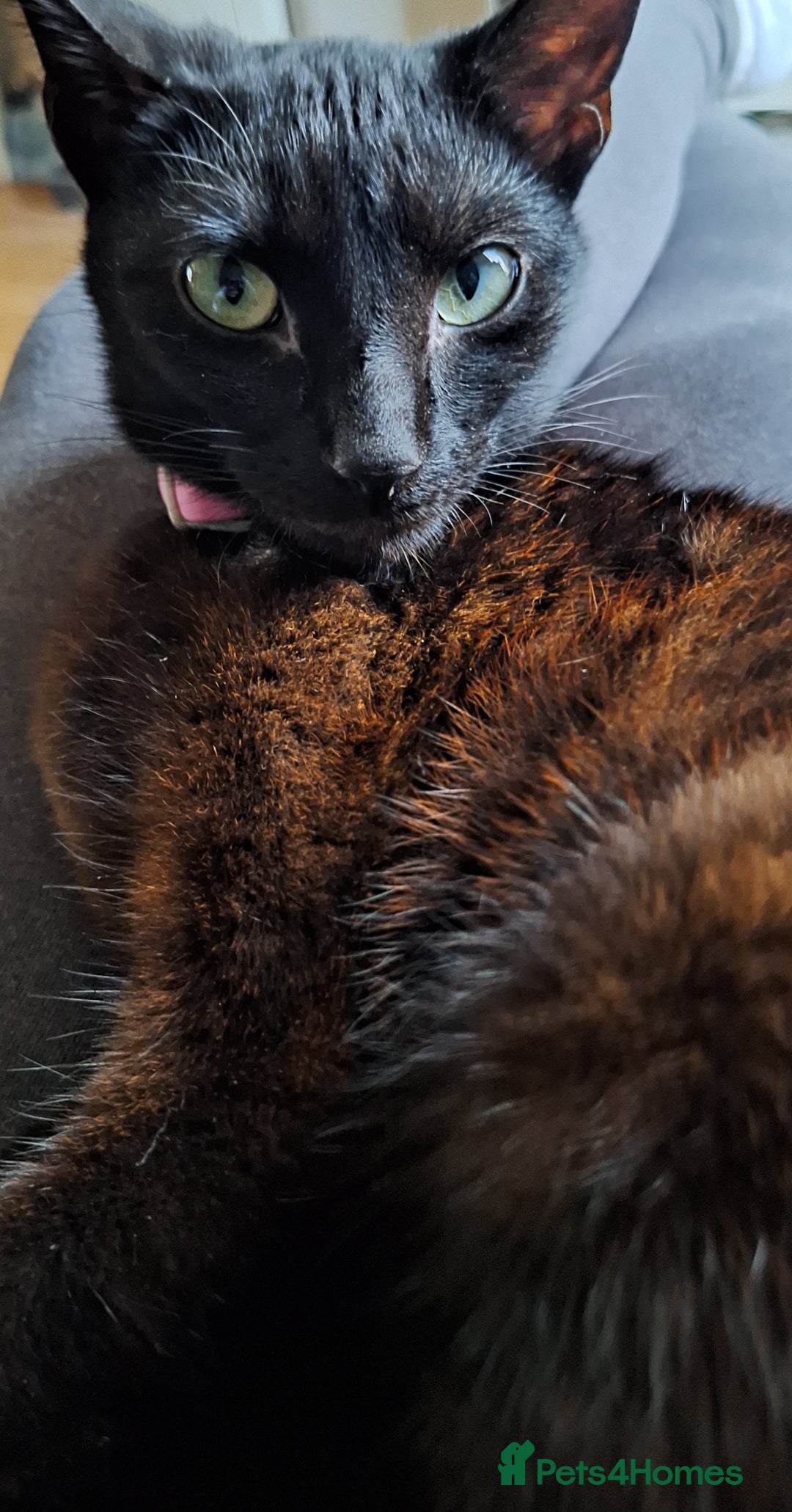Domestic Shorthair cats for sale: Beautiful girl  - Image 1