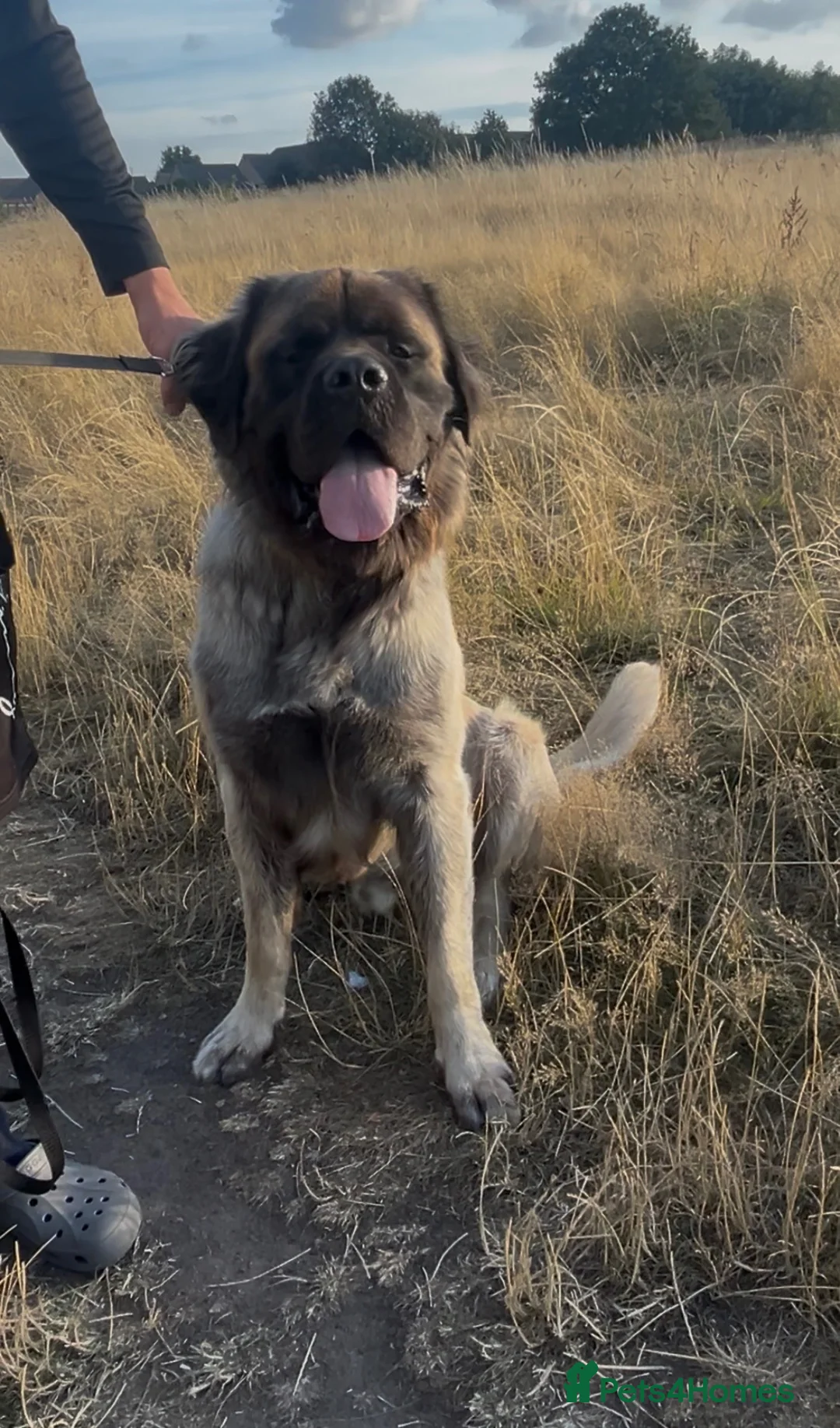 Mastiff dogs for stud: Introducing 🐾HECTOR🐾 FOR STUD ONLY  - Advert 2