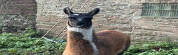 Llama livestock for sale: Gorgeous by name, gorgeous by nature - Advert 1