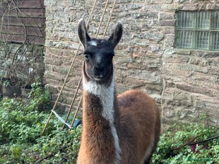 Llama livestock Gorgeous by name, gorgeous by nature - Advert 8