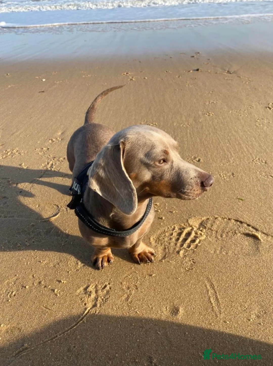 Miniature Dachshund dogs for stud: KC Reg Isabella & tan carrying long hair / pied in Welwyn - Advert 18