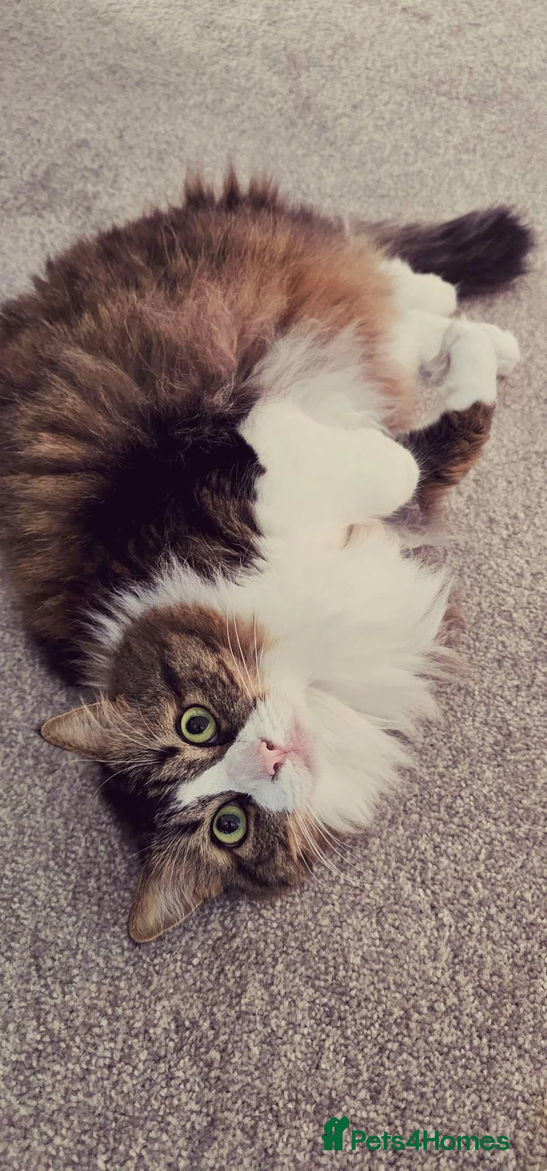 Mixed Breed cats for sale: Gorgeous 9yo Maine Coon x Tabby cat for sale. - Advert 2