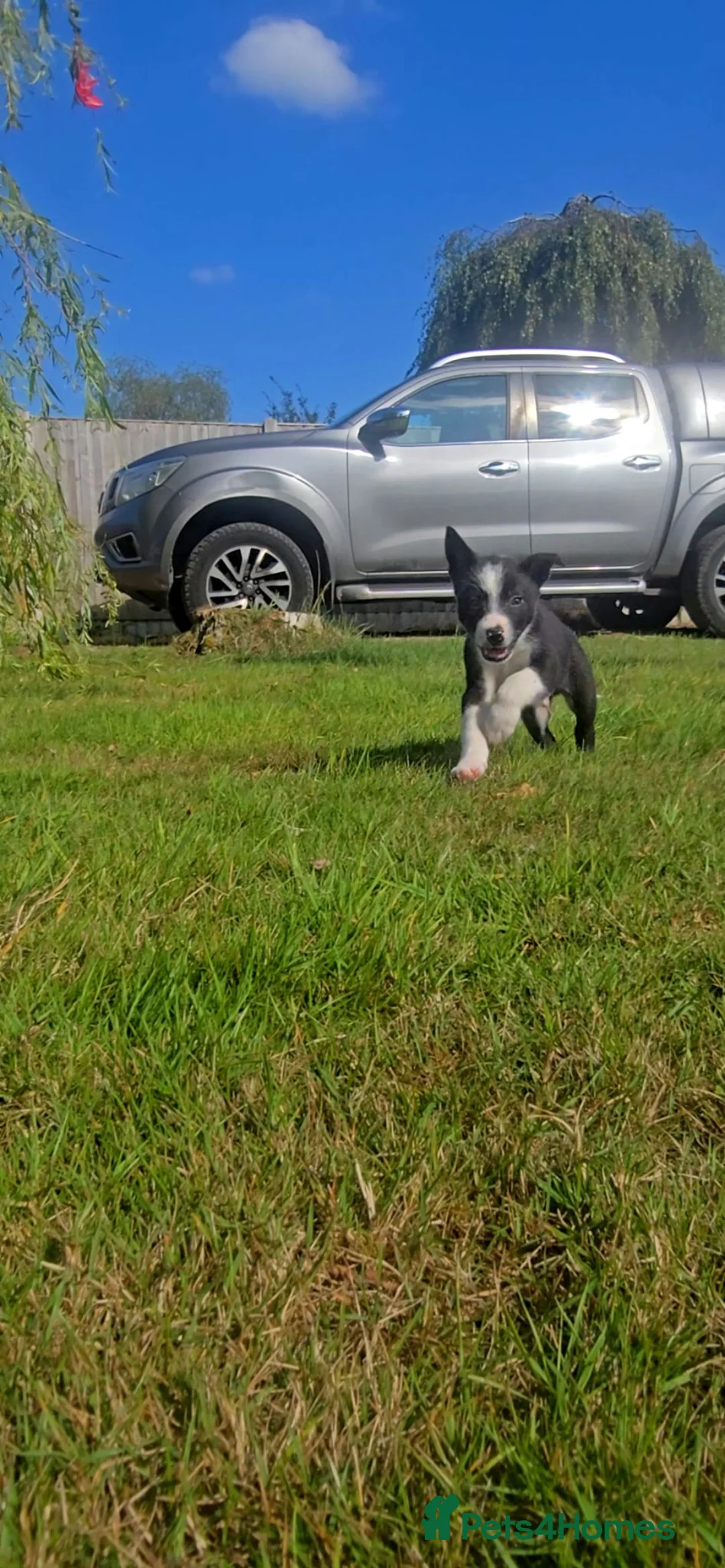 Border Collie dogs for sale: ISDS Tri and Black & White Border Collies - Advert 2