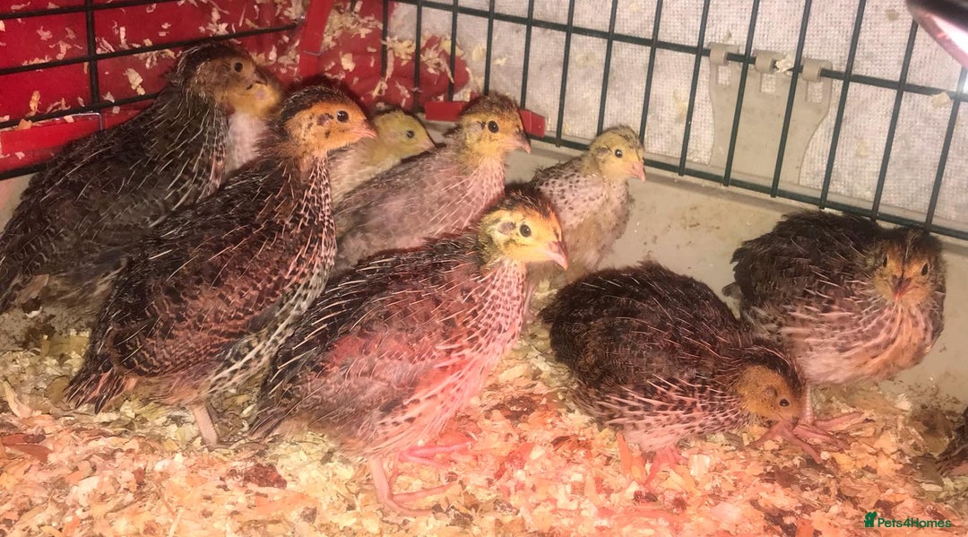 Quail poultry for sale: SEXED JAPANESE QUAILS/6TH AUGUST ! - Image 6
