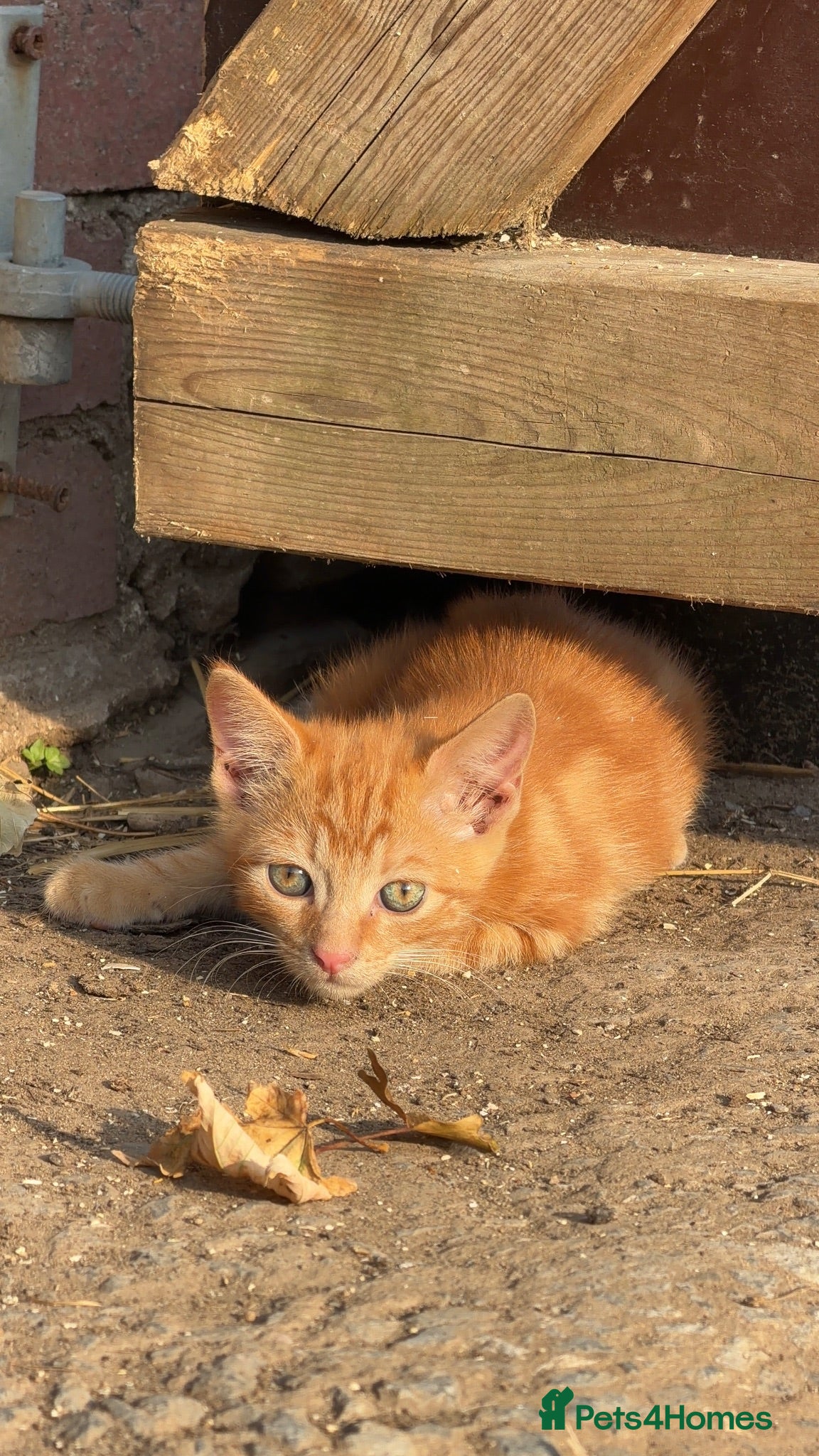Mixed Breed cats Beautiful kittens ready for new homes - Advert 9