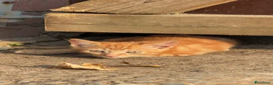 Ginger 2