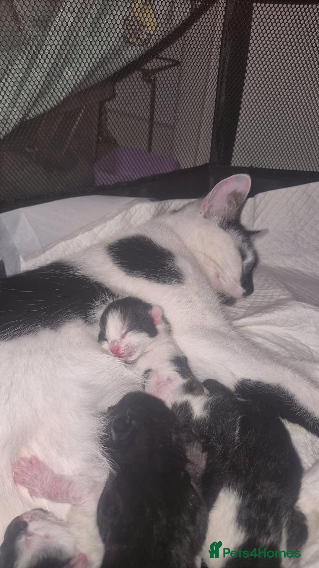 British Shorthair cats Black and white kittens - Advert 2