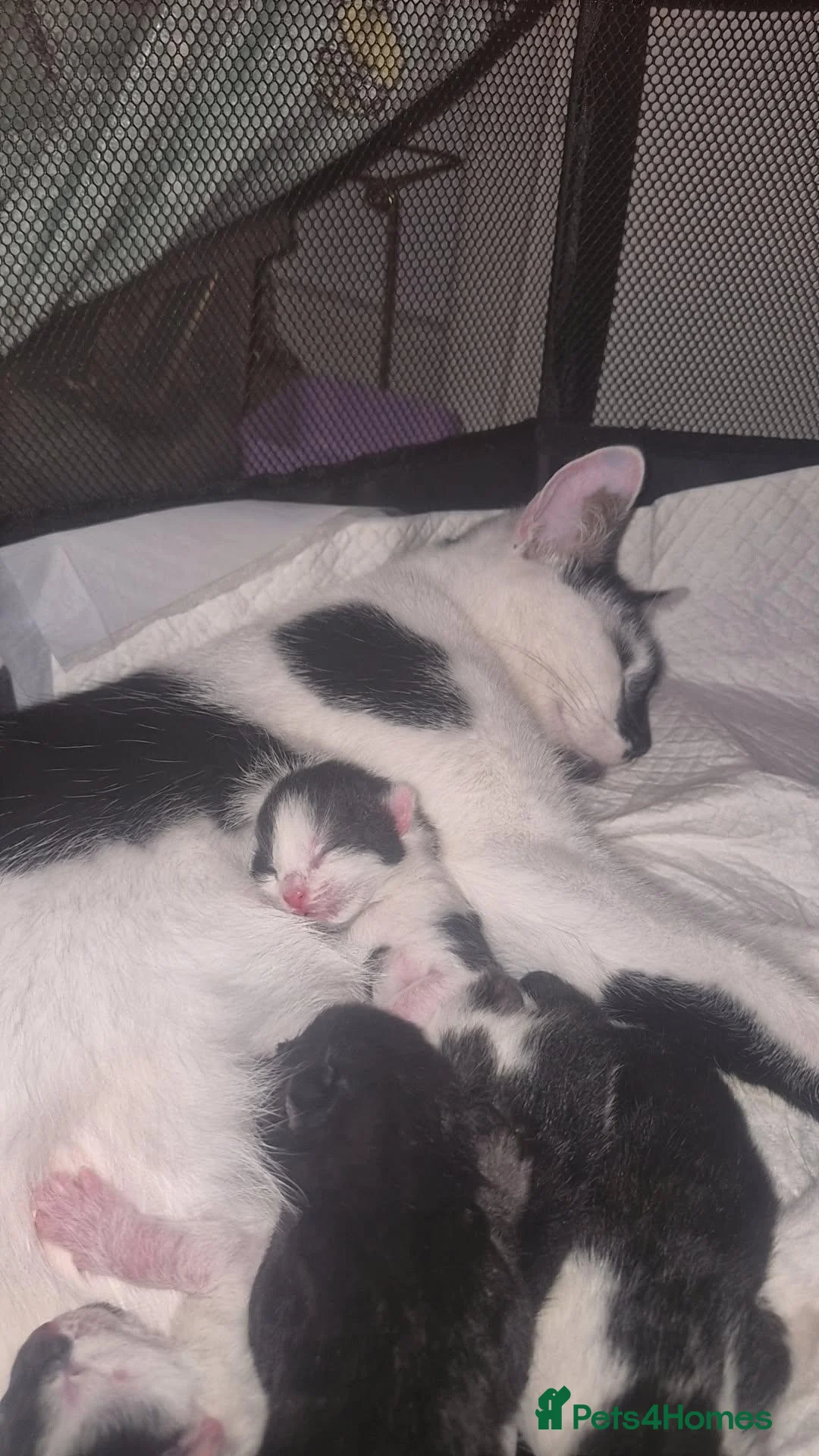 British Shorthair cats for sale: Black and white kittens - Advert 1