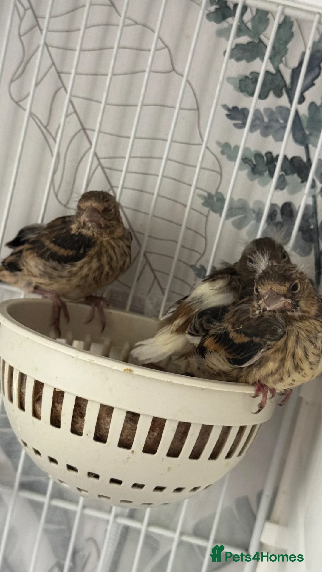 Finches birds for sale: Mules  in Hemel Hempstead - Advert 2