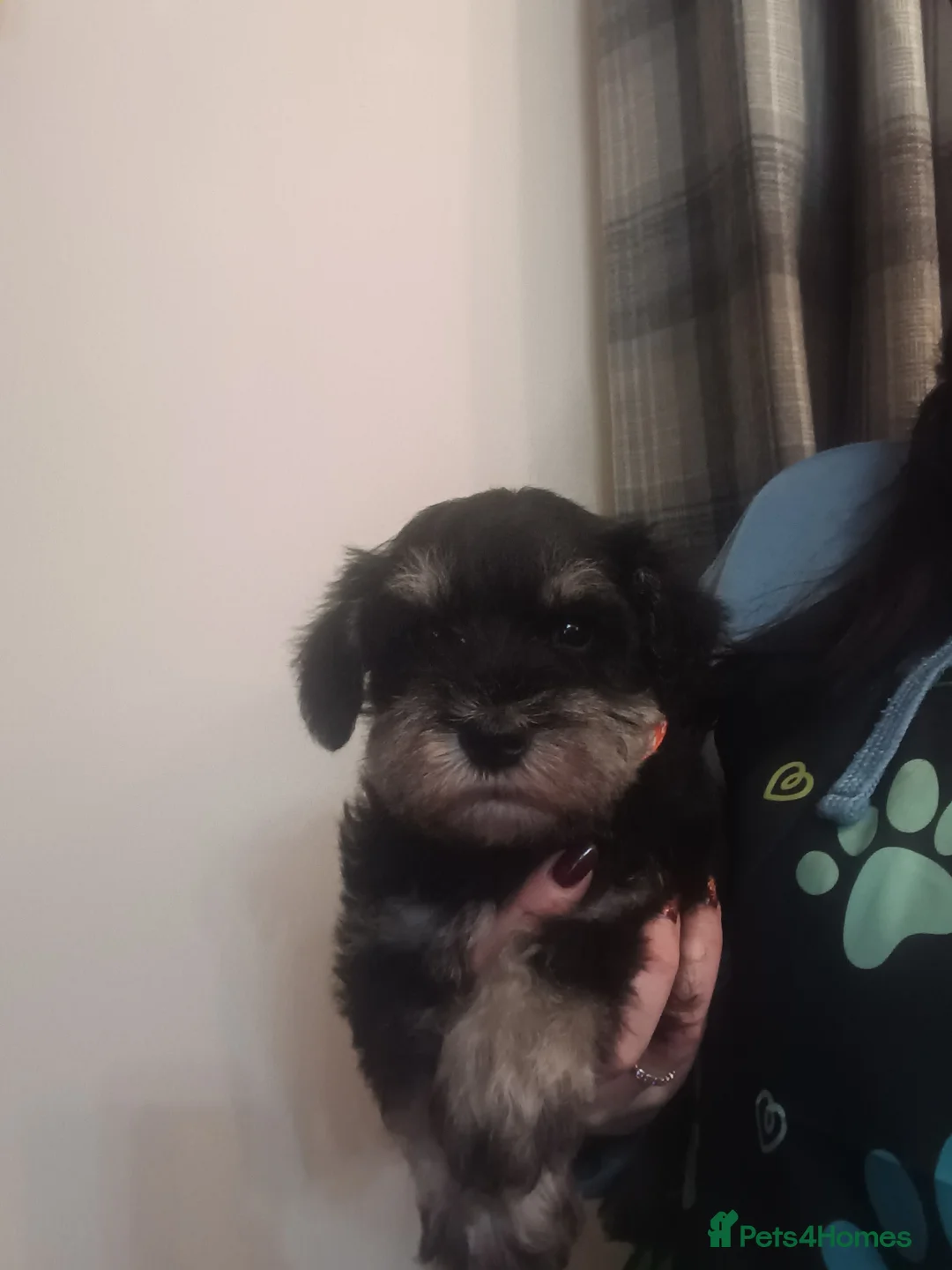 Miniature Schnauzer dogs for sale: Beautiful litter of miniature Schnauzer puppies - Advert 7