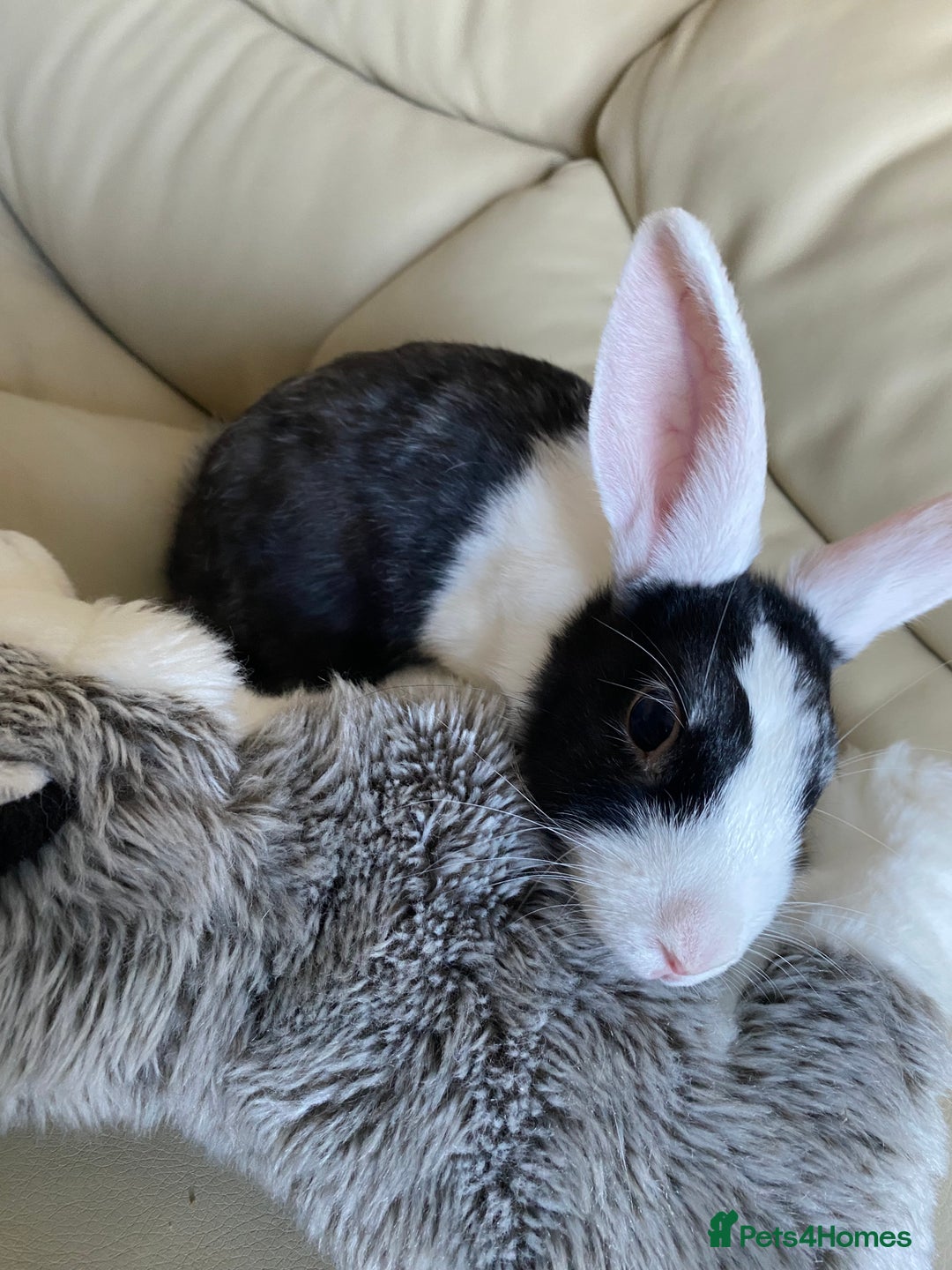 Mini Lion Lop rabbits for sale: Mini lion lop(black/brown) - Image 4