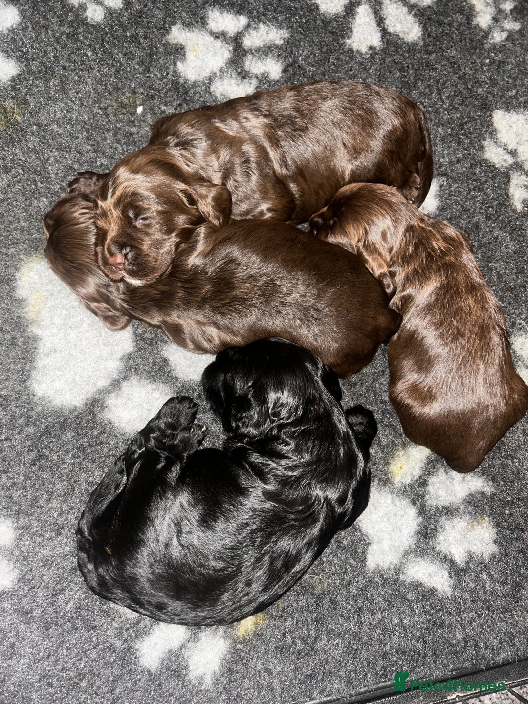 Sprocker dogs for sale: Beautiful litter of 4🫶 - Advert 8