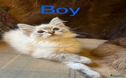 Ragdoll cats for sale: Beautiful ragdoll kittens ready now  - Image 5