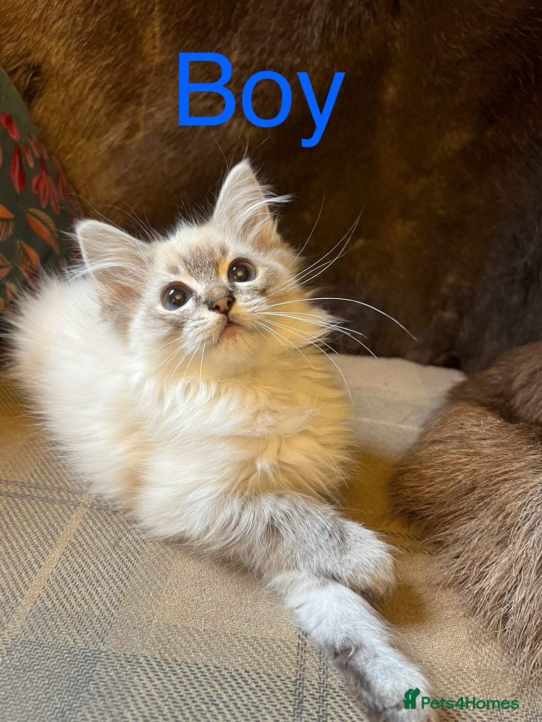 Ragdoll cats for sale: Beautiful ragdoll kittens ready now  - Image 5