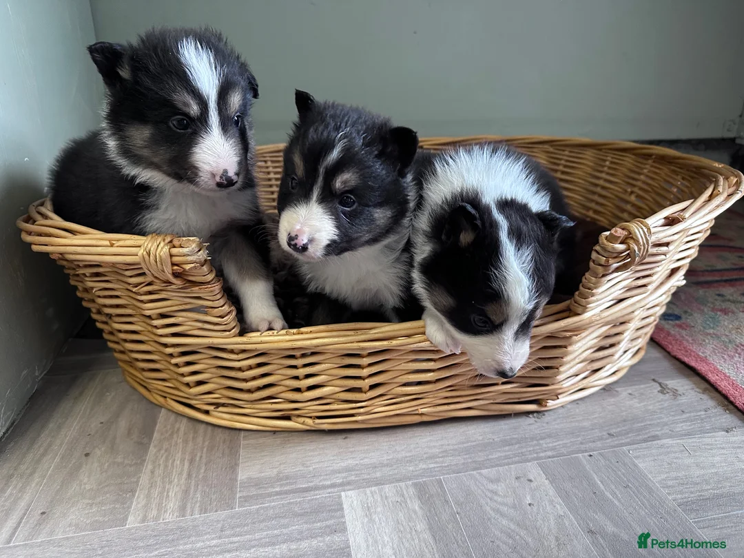 Border Collie dogs for sale: Border Collie Puppies - Advert 2
