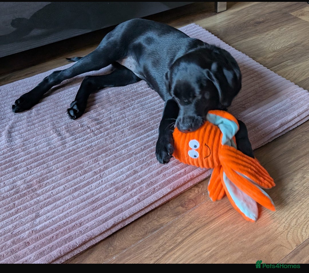 Labrador Retriever dogs for sale: Beautiful Labrador girl - Advert 2