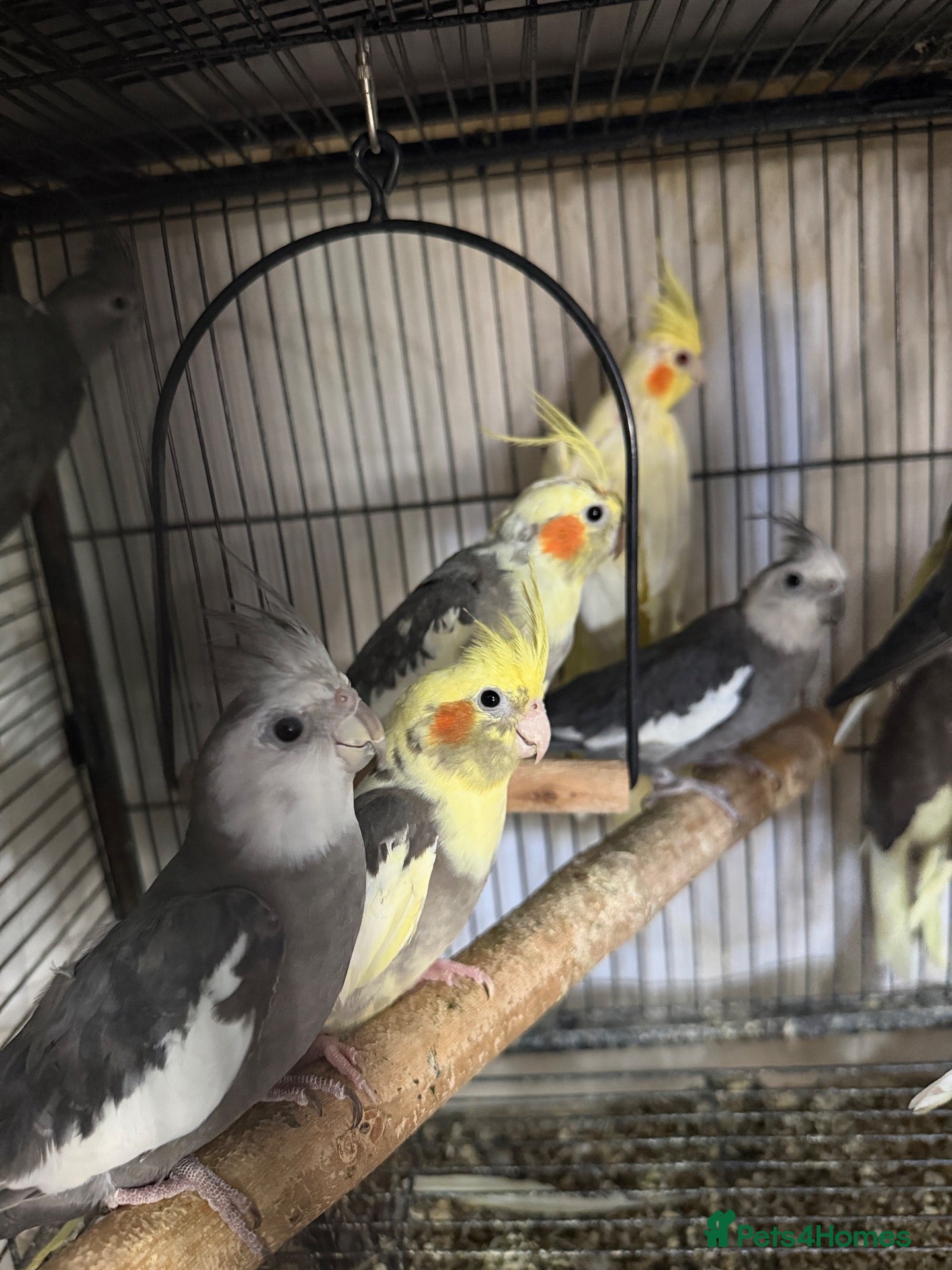 Cockatiels birds Cockatiels and Budgies birds  - Advert 2