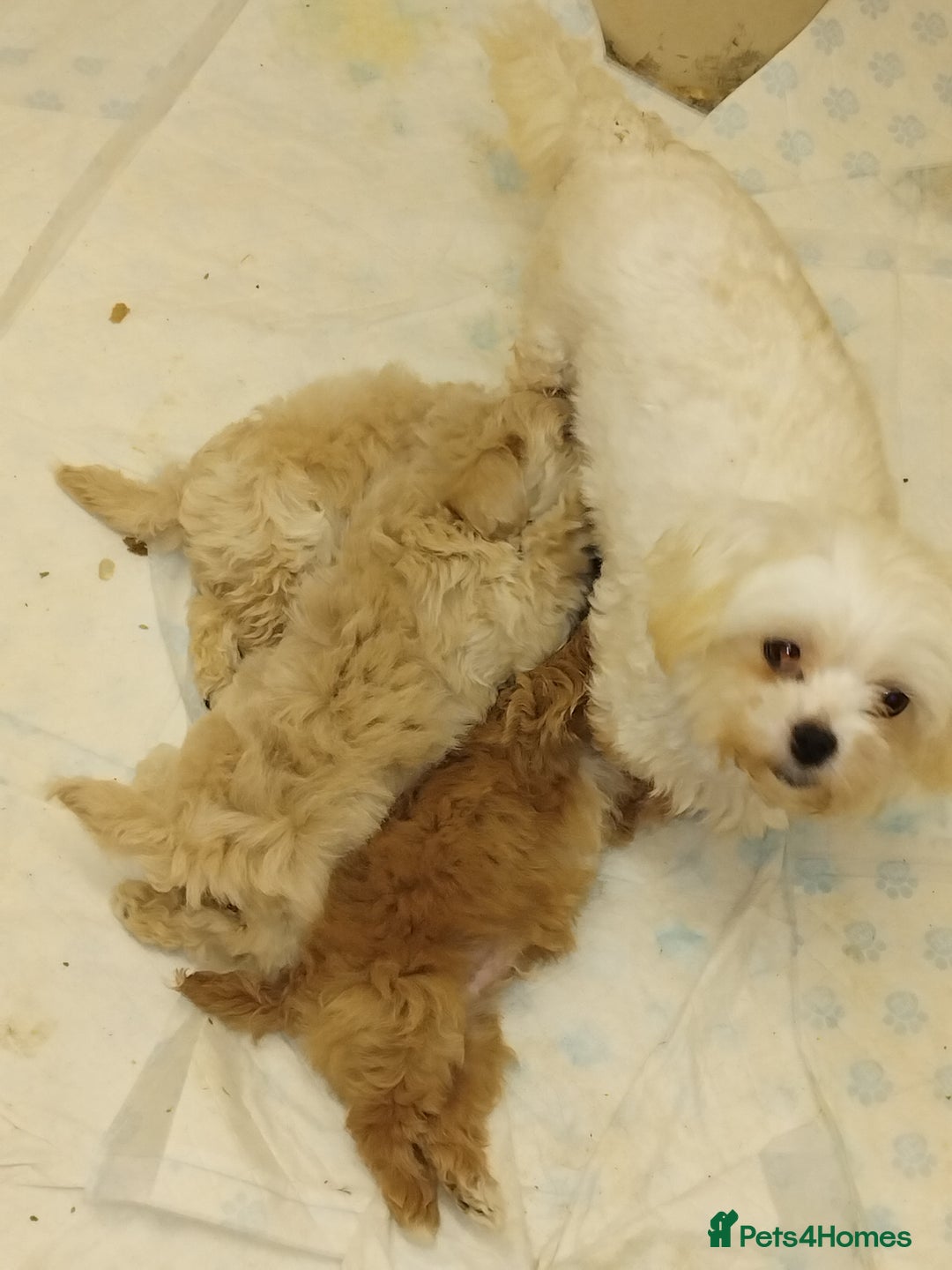 Maltipoo dogs for sale: Maltipoo puppies  - Advert 3