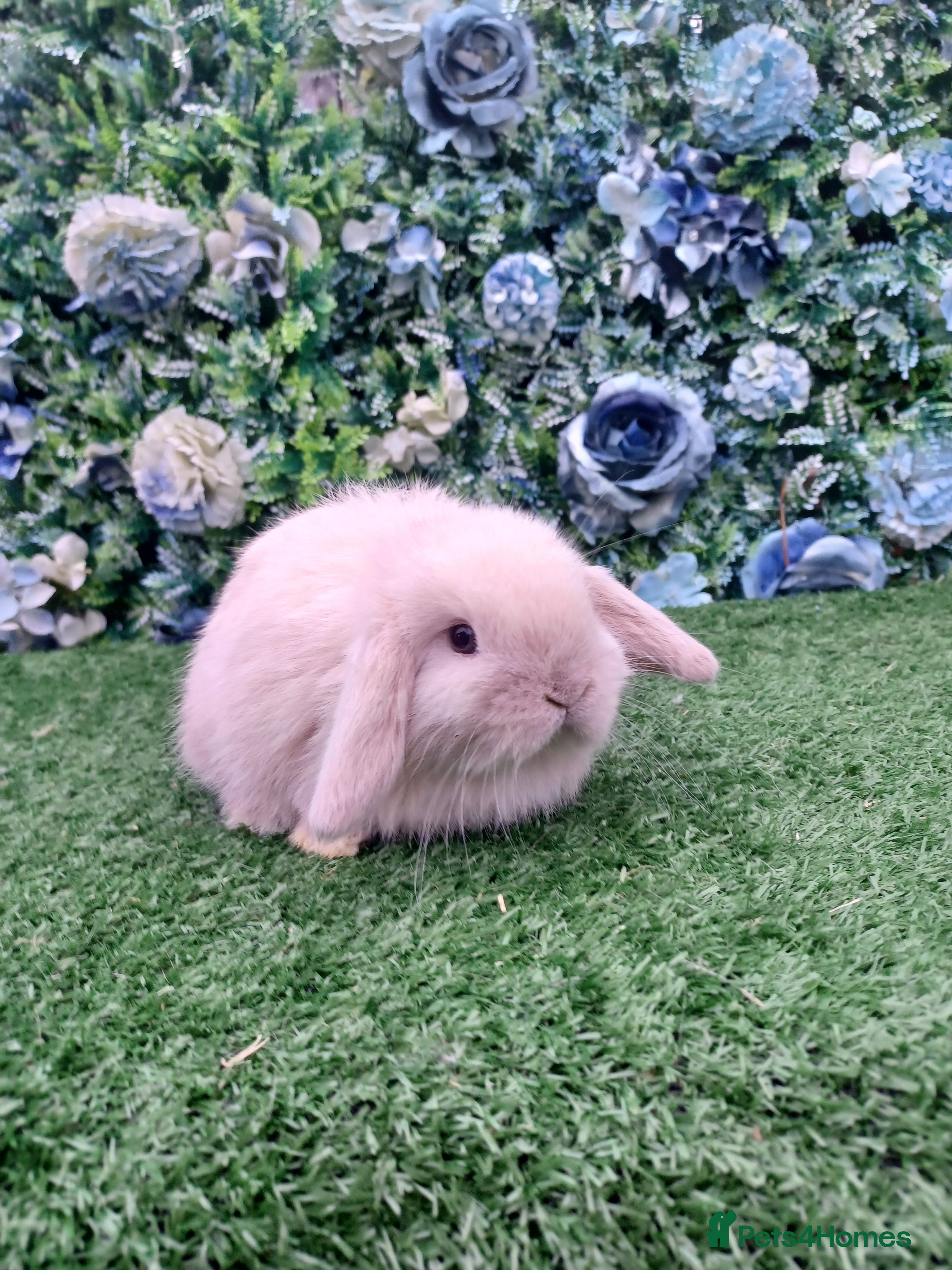 Mini Lop rabbits Beautiful Mini lop babies ready 4th Jan  - Advert 17