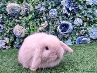 Mini Lop rabbits Beautiful Mini lop babies ready 4th Jan - Advert 17