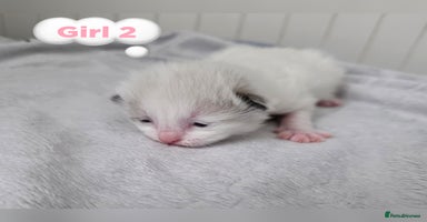 Ragdoll cats - Advert 31