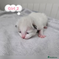 Ragdoll cats - Advert 31