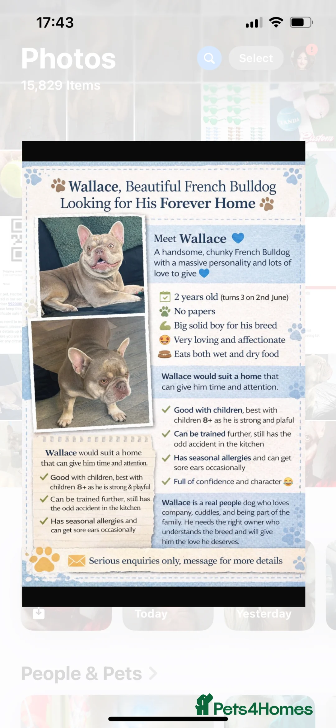 French Bulldog dogs for sale: Wallace 2 years old  - Advert 9