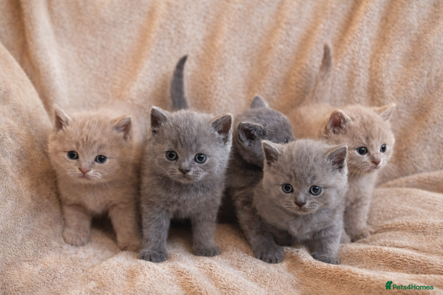 British Shorthair cats Beautiful British Shorthair Kittens - Advert 7