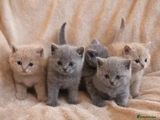 British Shorthair cats Beautiful British Shorthair Kittens - Advert 7