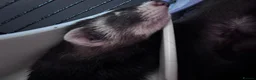 Ferret rodents for sale: 2 Male Part Angorra Hob Kits - Advert 4