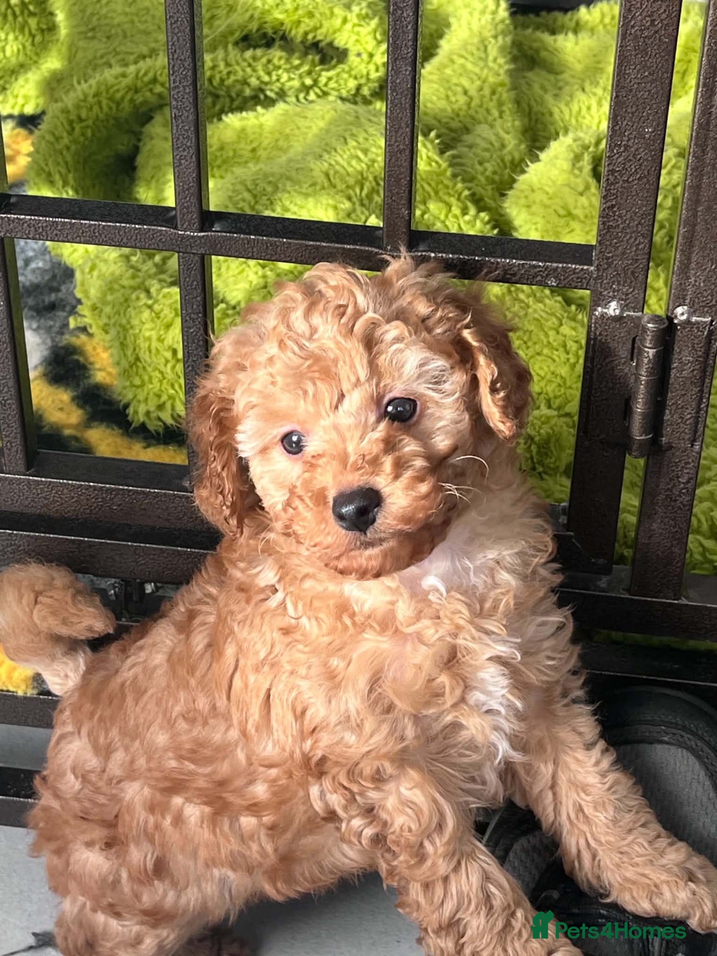 Toy Poodle dogs KC registered outstanding toy boys  - Advert 2