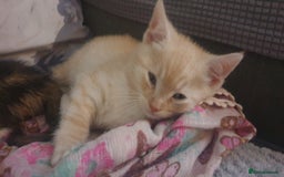 Mixed Breed cats for sale: 5 kittens looking for forever homes. - Image 15