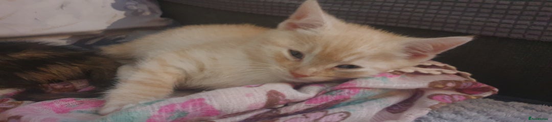 Mixed Breed Kitten 1