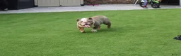 English Bulldog dogs for sale: English Bulldogs  - Advert 4