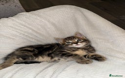 Domestic Shorthair cats for sale: 2 little kittens looking for thier forever home - Image 9