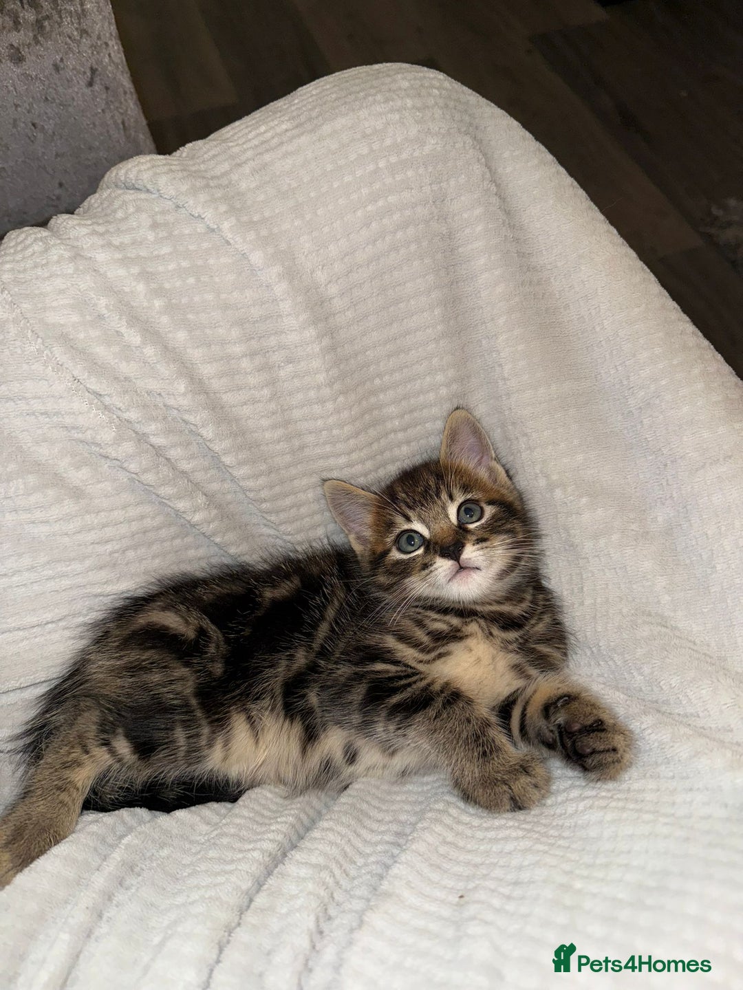 Domestic Shorthair cats for sale: 2 little kittens looking for thier forever home - Image 9