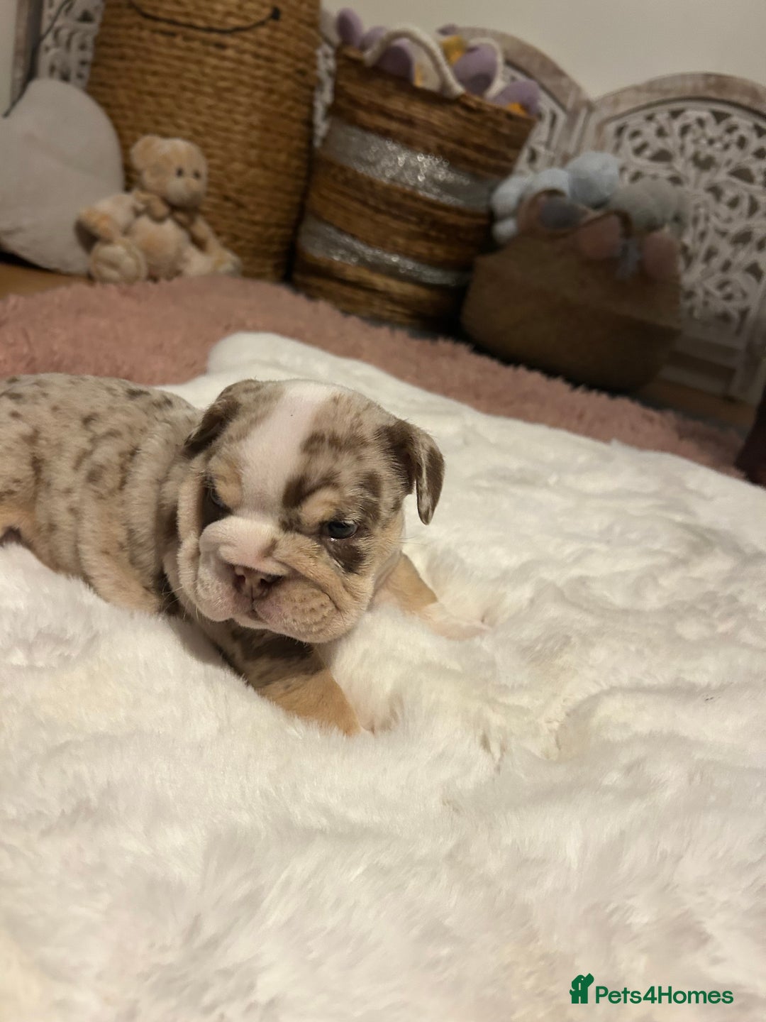 English Bulldog dogs for sale: 💖 5 Adorable English bulldog puppies 💖 - Image 25