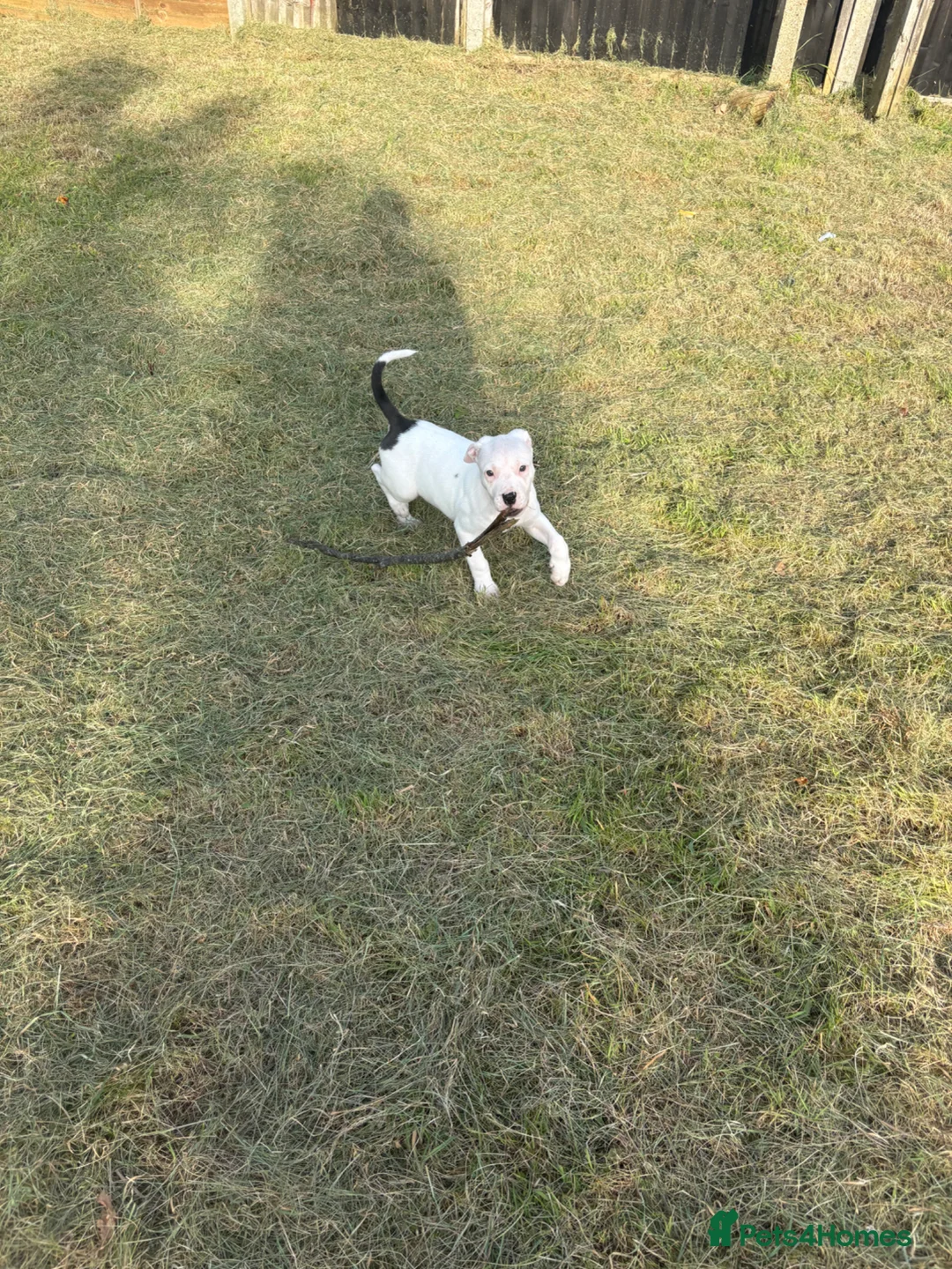 Mixed Breed dogs for sale: Gorgeous 10 week old puppy - Advert 4