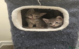 Mixed Breed cats for sale: Adorable kittens - Image 5