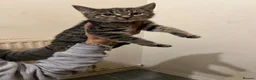 Mixed Breed cats for sale: Kittens for loving home in London - Advert 8