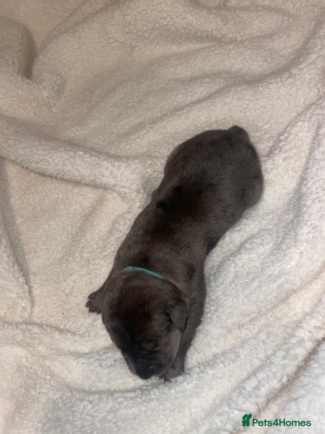 Cane Corso dogs for sale: Harlequin cane corso x pedigree cane corso puppies - Advert 12