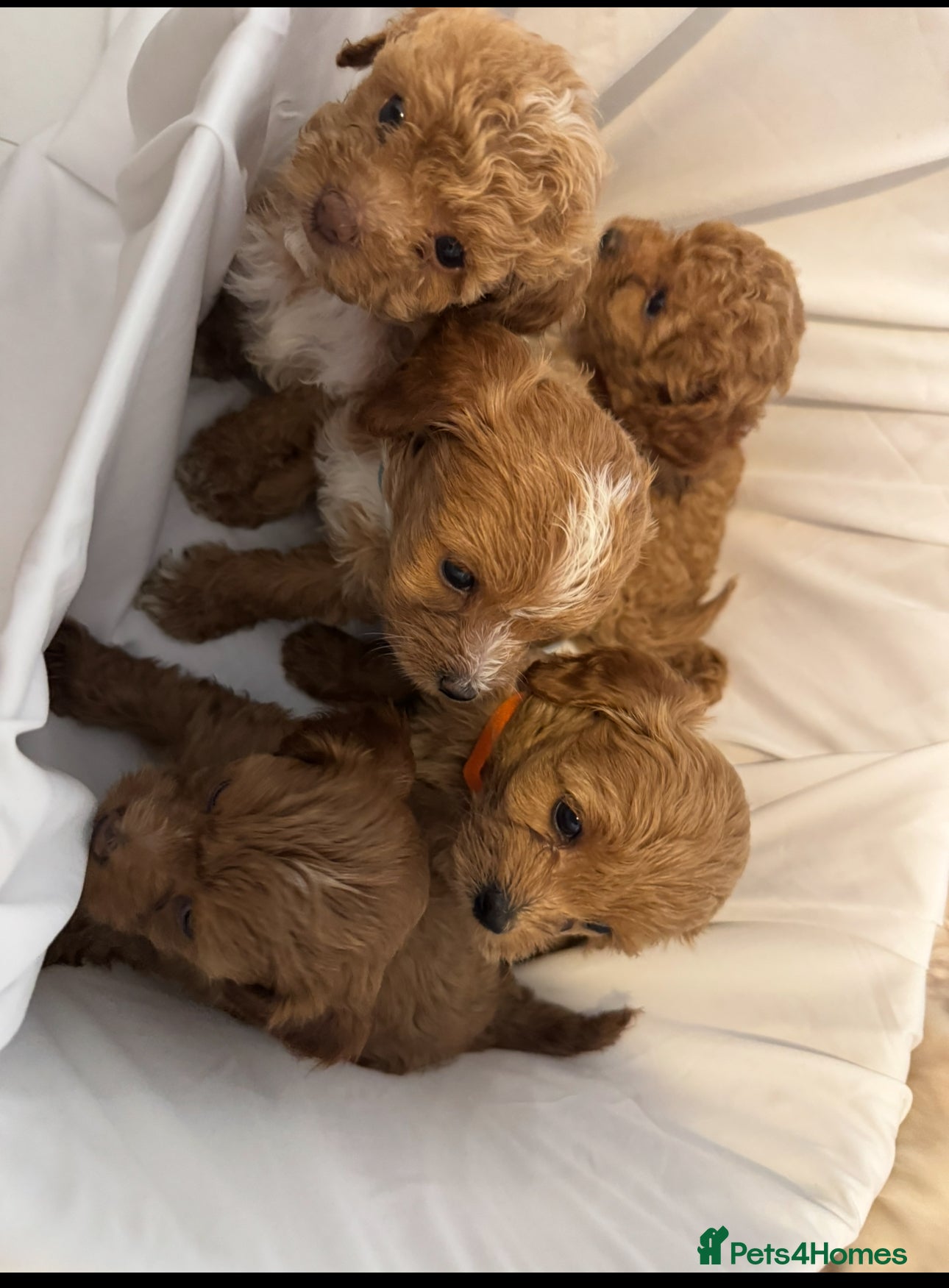 Cavapoo dogs Asian toy poodle x toy cavapoo puppies  - Advert 18