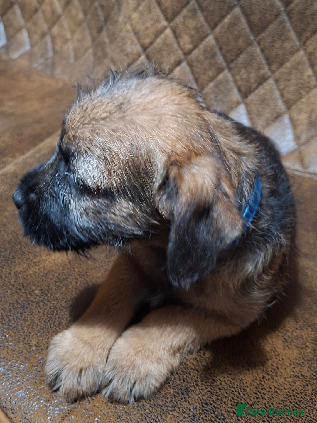 Border Terrier dogs for sale: KC REGISTERED MALE BOARDER TERRIER, - Advert 5
