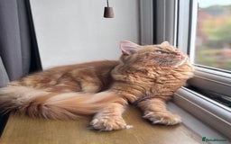 Mixed Breed cats for sale: Ginger Male Ragdoll - Image 4