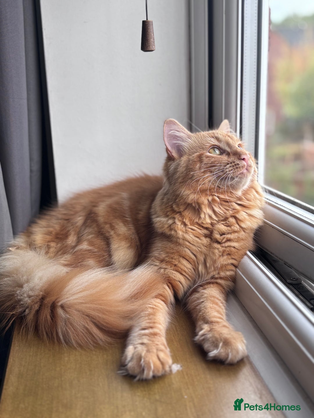 Mixed Breed cats for sale: Ginger Male Ragdoll - Image 4