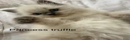 Ragdoll cats for sale: GCCF Ragdoll females excellent pedigree  - Advert 9