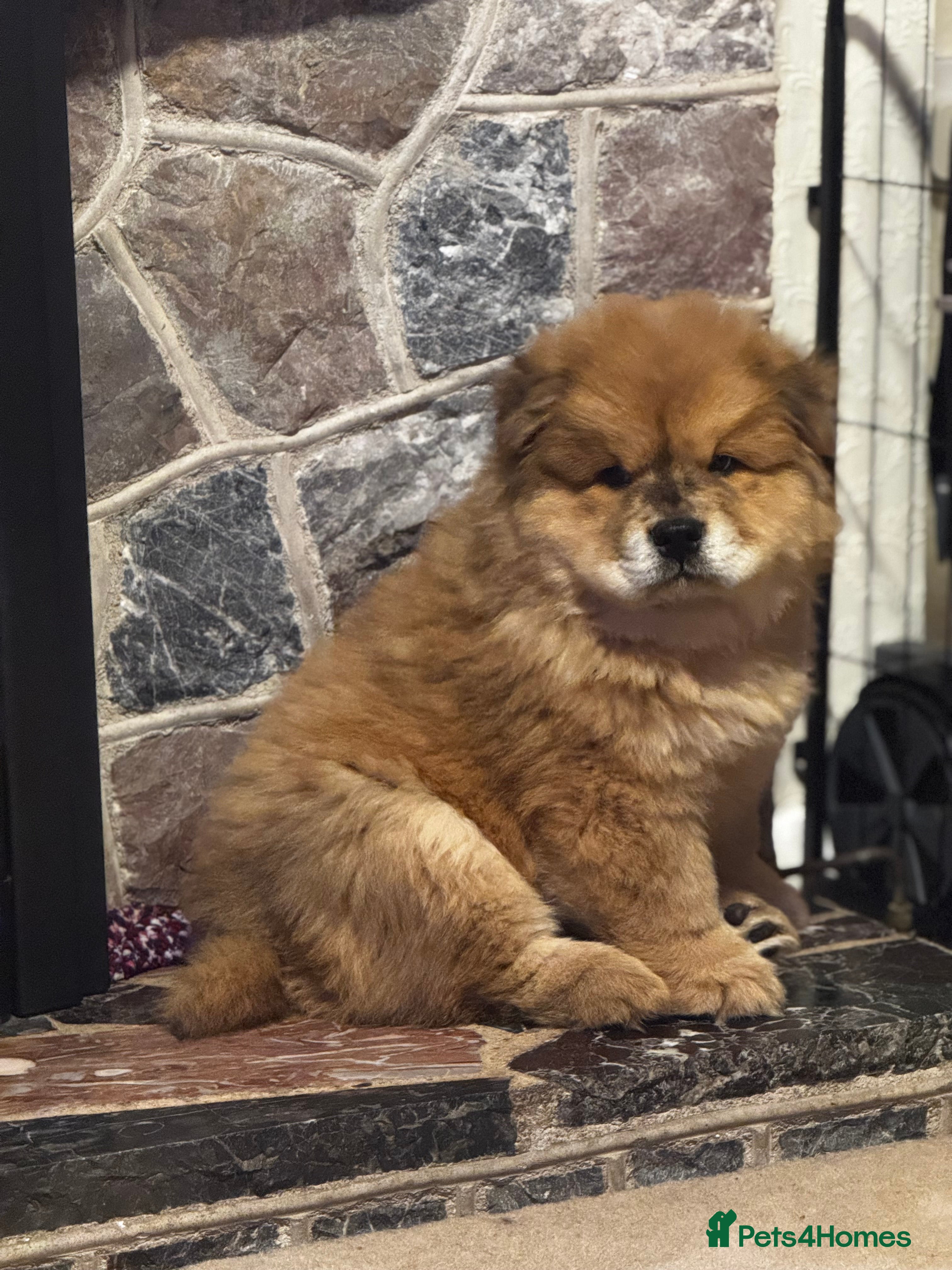 Chow Chow dogs READY TO LEAVE NOW Chow Chow Puppies - Advert 4