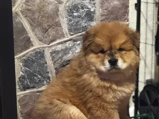 Chow Chow dogs READY TO LEAVE NOW Chow Chow Puppies - Advert 4
